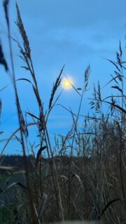 Full moon tonight, the Cold Moon and the last full moon of the year. It feels like a time of emptying and soft vulnerability as we move toward the darkest day. A pause, a breath, a quiet settling.

How has today been for you?

I’ve had a mixed one myself. I managed to badly burn my hand but still found the courage for a cold swim in the sea, and even ticked off a few important jobs. Now I’m looking forward to an evening with some special friends making wreaths and fire. 🌕❄️🌊✨

#coldmoon #winterfullmoon #endofyearenergy #seasonofstillness #mythiclife #seaswimming #wintertide #creativejourney #wintercrafting #wreathmaking #flotsam_fables