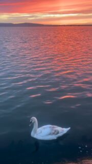 I love living by the sea 🌊✨ I feel so lucky to be able to walk toward that vast horizon whenever I feel overwhelmed, hemmed in or tangled up in life’s demands. There’s something about the sound of the waves and that that liminal space where earth meets sea and water meets sky meets that I find deeply soothing.

I love collecting treasures along the shore too, tiny fragments of human detritus softened by salt, time and the elements, transformed into something new. Turning this forgotten flotsam and jetsam into meaningful pieces feels deeply symbolic to me. A reminder that we all carry discarded parts within us, aspects we reject or feel unsure about, yet which still hold value.

Studying NLP Indirect Hypnosis over the past few months has felt like building a bridge between my unconscious and conscious mind, gently inviting those forgotten parts to speak again. 🐚🕯️
.
.
.
.
.

#lifebythesea #beachcombing #foundobjects #inneralchemy #flotsam_fables