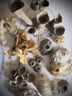 I’ve been busy making these little barnacles for Sedna. 
.
.
.
.
.
#flotsam_fables #flotsam_fables_art #barnacles #wip