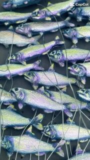 Yey, the Cornish Sardines are all finished, painted and varnished… All 32 of them 😆
.
.
.
.
.
#flotsam_fables #flotsam_fables_art #darkcornwall #bucca #cornishsardines