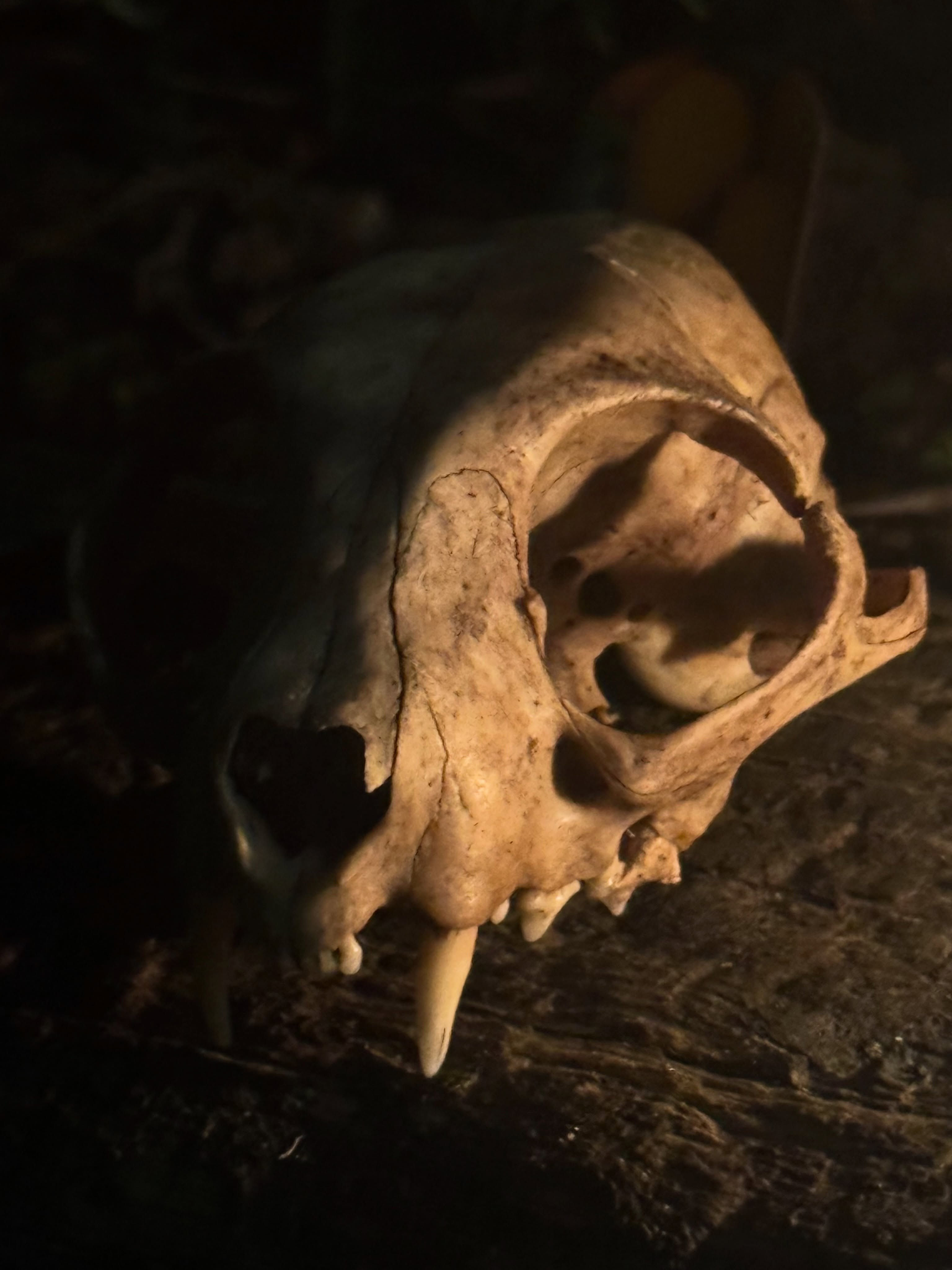 I was very surprised to find this skull in one of my mum’s plant pots. I’m pretty sure it’s my childhood cat, Ollie.

I do like a good skull, but I’m not sure I really want the head of one of my childhood pets. My youngest doesn’t feel the same way though… it’s now sitting on a shelf in their room.

30 years later and the cat came back! 
.
.
.
.
#thecatcameback #flotsam_fables_art